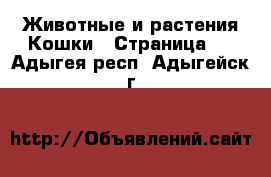 Животные и растения Кошки - Страница 5 . Адыгея респ.,Адыгейск г.